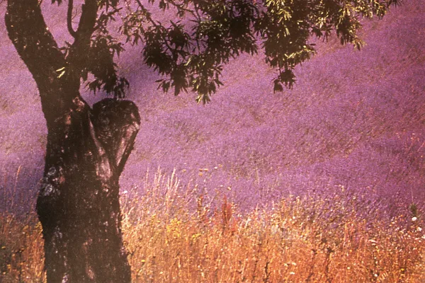 Lavendelfeld in der Provence unter einem schattenspendenden Baum