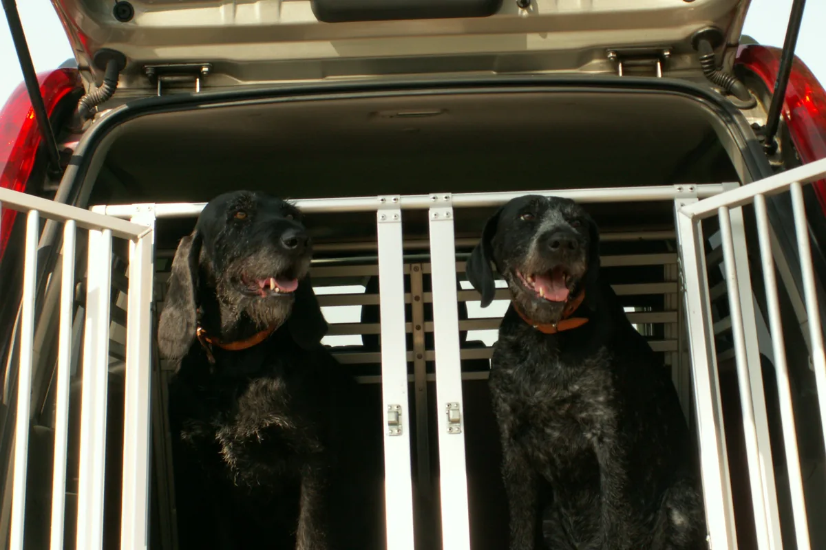 Zwei Hunde gesichert im Kofferraum eines Autos