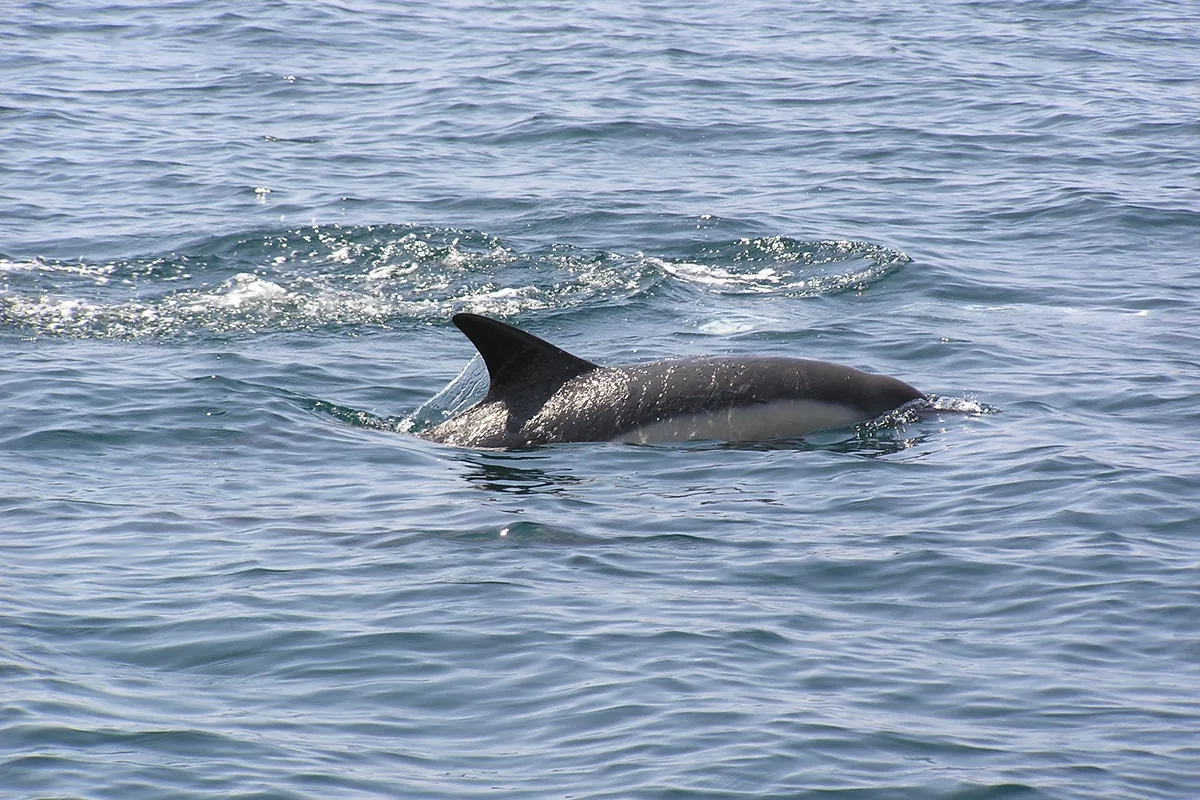 Delfin an der Wasseroberfläche vor der Südbretagne