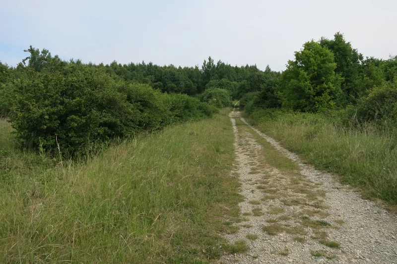 Unbefestigter Weg zwischen Wiesen und Waldrand am Nationalpark Hainich