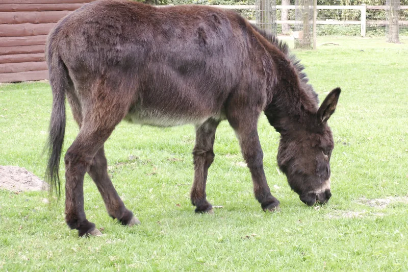 Dunkelbrauner Esel auf einer grünen Weide